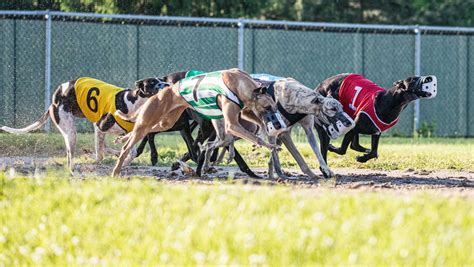 youghal greyhound results today|View Results .